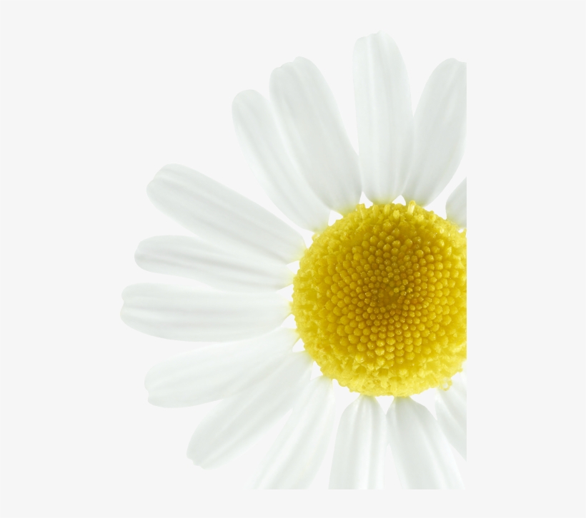 Enhance Blond Highlights - Oxeye Daisy, transparent png download