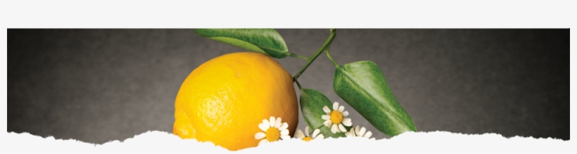 Product Chamomile Citrus Herbal Tea Hdr Bg, transparent png download