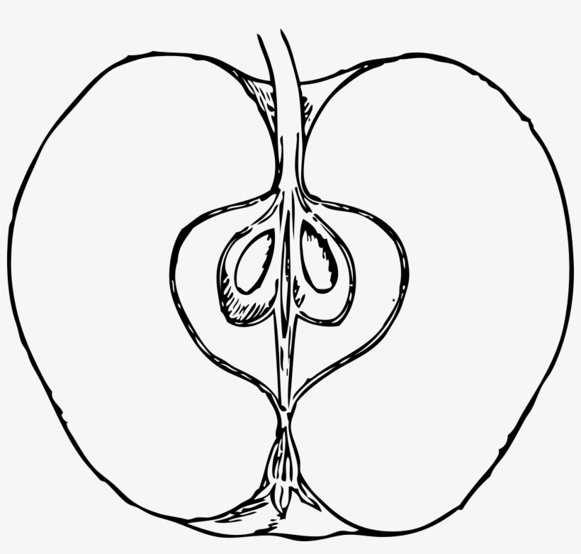 Superman Clipart Black And White - Inside Of An Apple Drawing, transparent png download