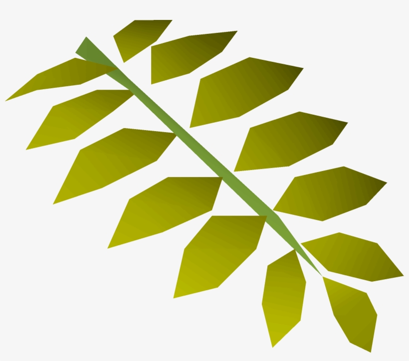 Curry Leaf Detail - Tree, transparent png download