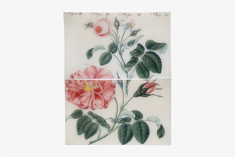 Tomorrow I'm Heading To New York City For A Few Days, - Posterazzi Small Pink Centifolia Rose And Frankfort, transparent png download