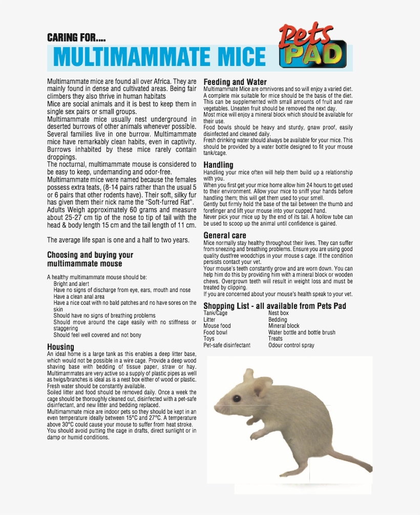 Golden Hamster, transparent png download