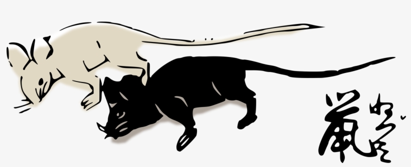 Rat, transparent png download