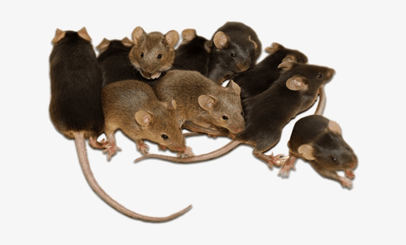 An Error Occurred - Mice Rodents, transparent png download