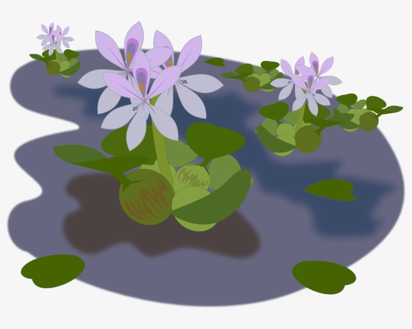Pond Clipart School - Water Hyacinth Png, transparent png download