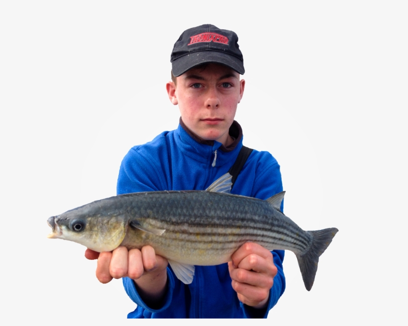 Mullet On The Lrf Rod-resized - Trout, transparent png download