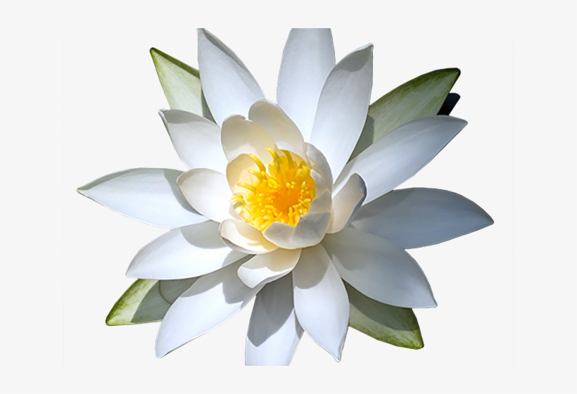 Water Lily Png - Sacred Lotus, transparent png download
