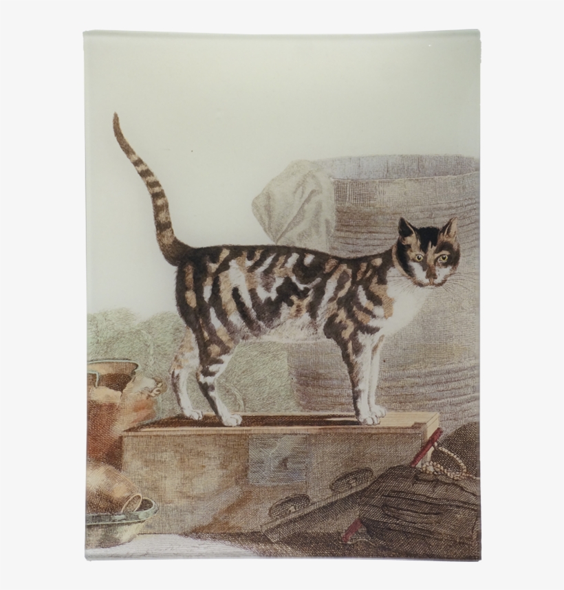 Tabby Cat, transparent png download