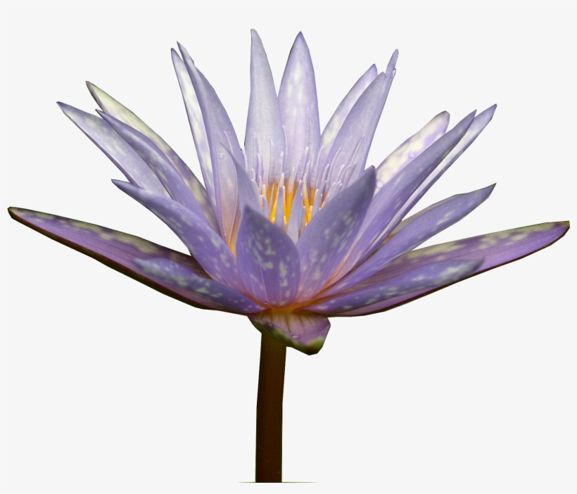 Water Lily - Sacred Lotus, transparent png download