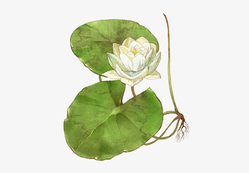 Sacred Lotus, transparent png download