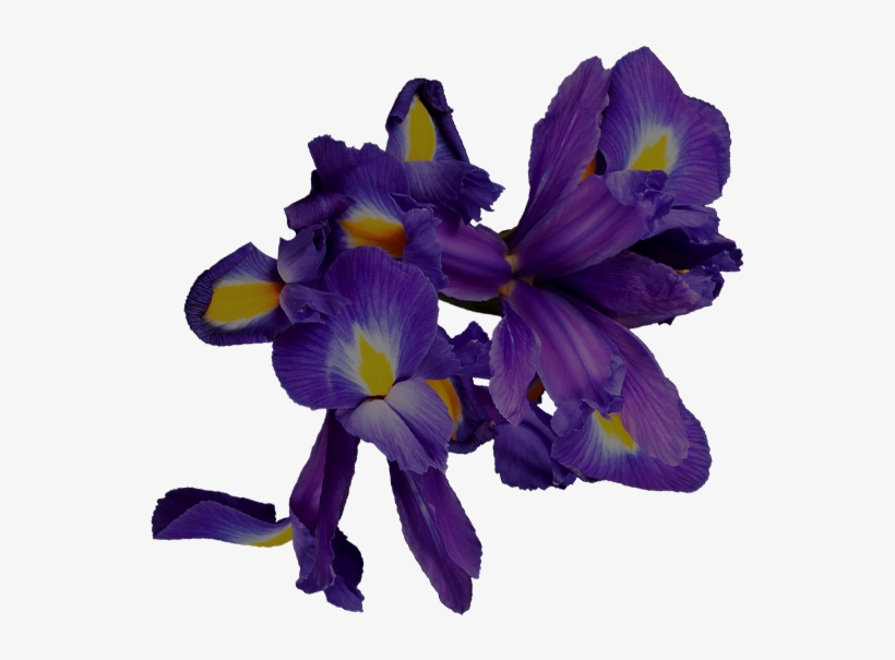 Art Nouveau Water Lily - Iris Versicolor, transparent png download