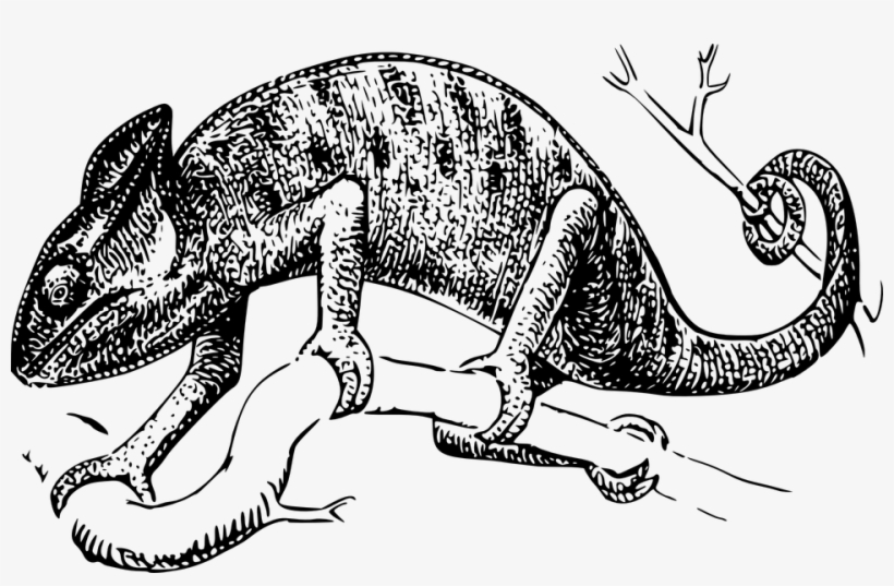 Chameleon Clip Art, transparent png download