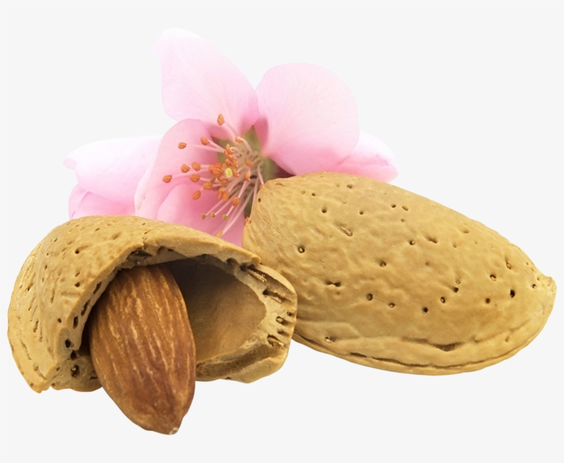 Almond Png, Download Png Image With Transparent Background, - Пнг Миндаль, transparent png download