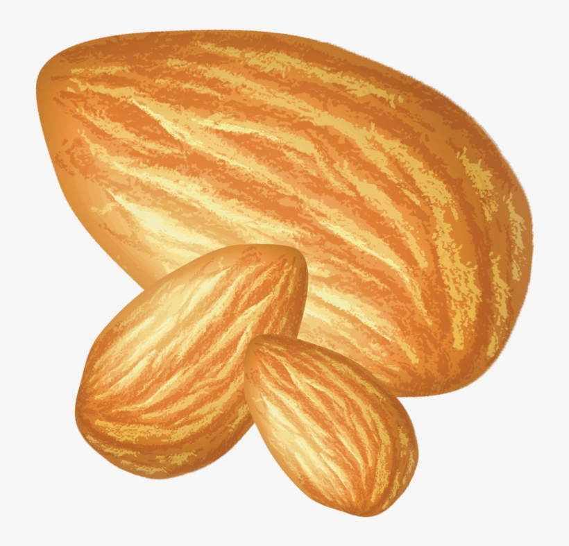 Almond, transparent png download