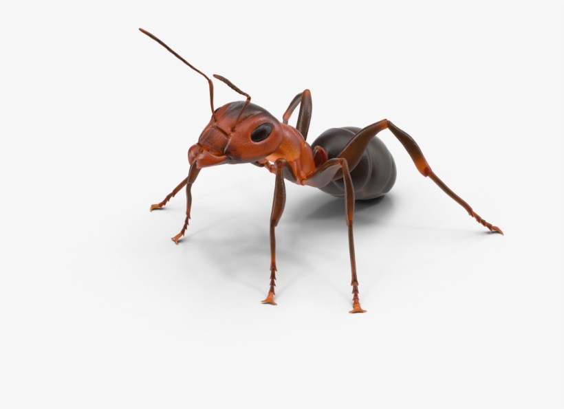 Ant Control Rockwall Texas First Response Lawn - Hornet, transparent png download