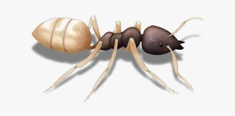 Ghost Ant, transparent png download