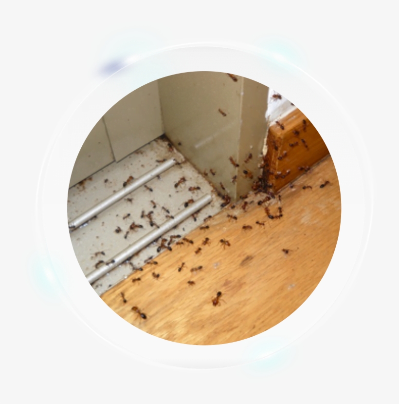 Plywood, transparent png download