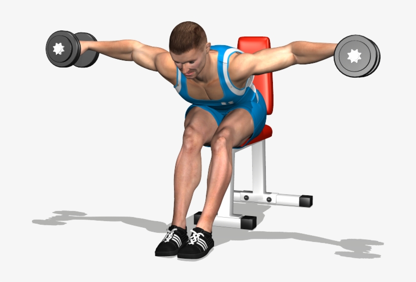 Evolutionfit Seated Dumbells Rear Delt - Alzate Laterali A 90, transparent png download