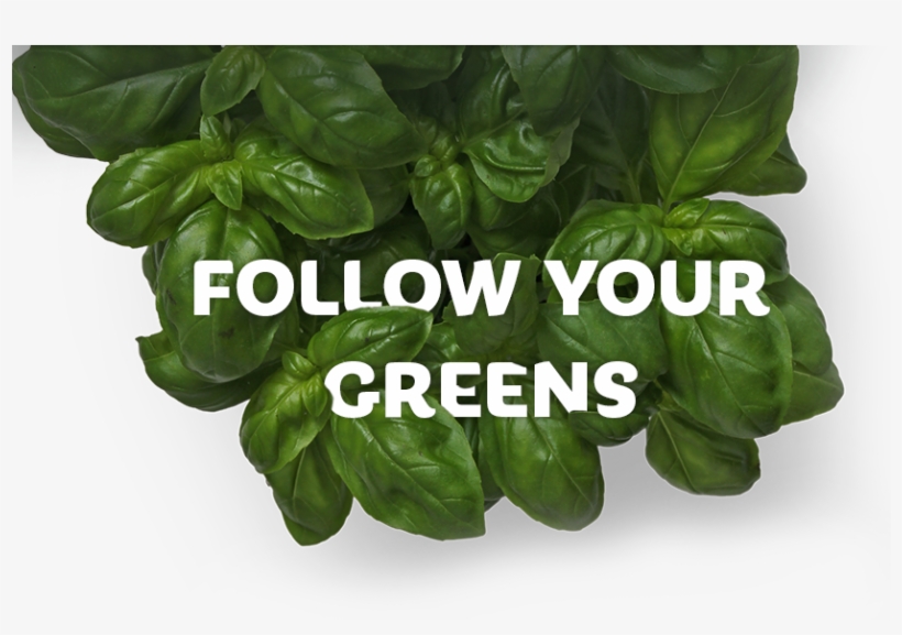 Vegetables From Lithuania To The Happy People - Aomg, transparent png download