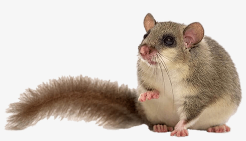 Download - Dormouse Png, transparent png download