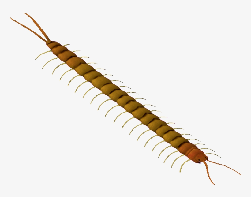 Deserttigercentipede Flish - Millipedes, transparent png download