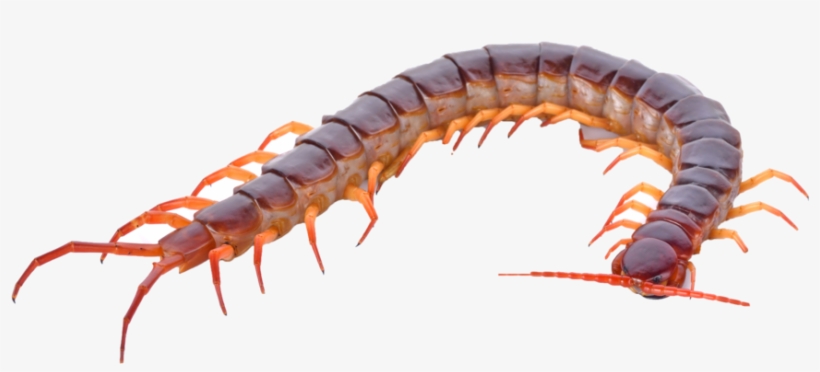 Bigstock-123593060 - Hundred Leg, transparent png download