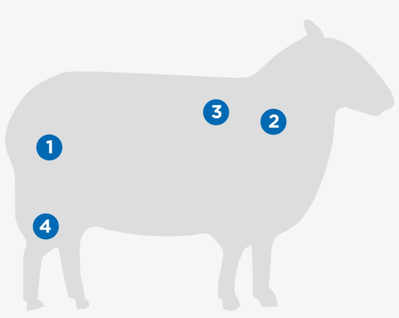 Lamb, transparent png download