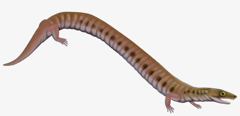 File - Rhynchonkos - Microsauria, transparent png download