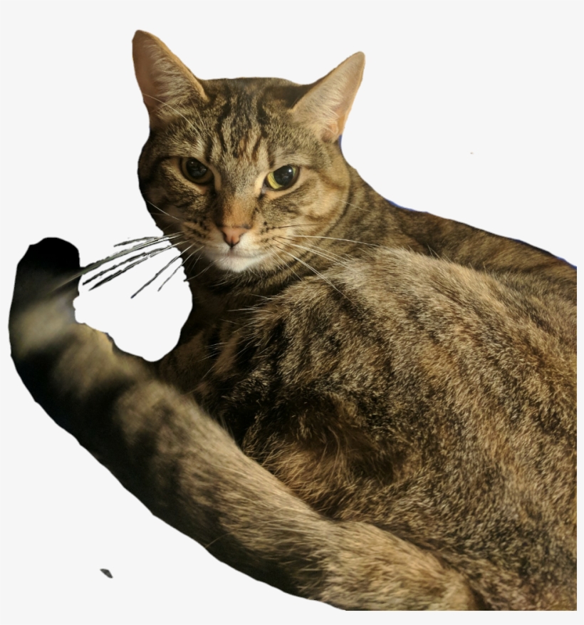 0 Replies 0 Retweets 0 Likes - Domestic Short-haired Cat, transparent png download