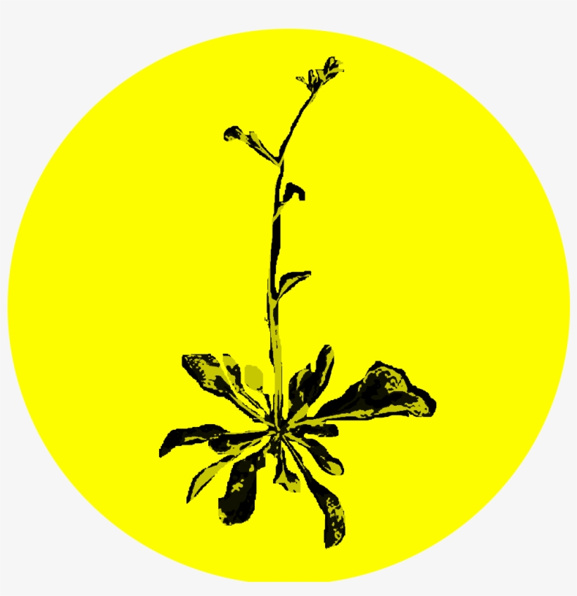 Spokane Noxious Weed Pollinator Flower Agricultural - Circle, transparent png download