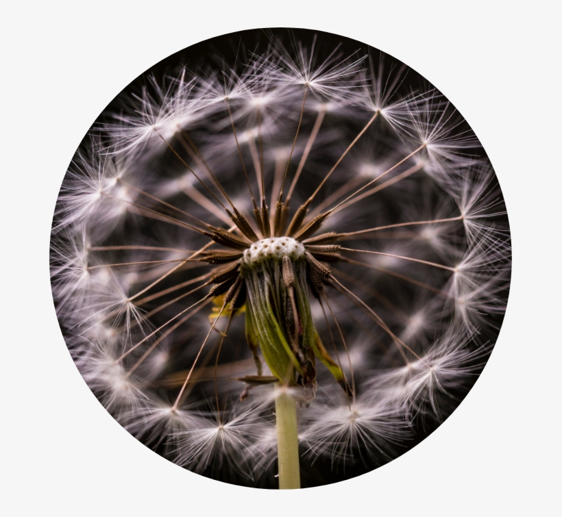 Wishing Flower, transparent png download