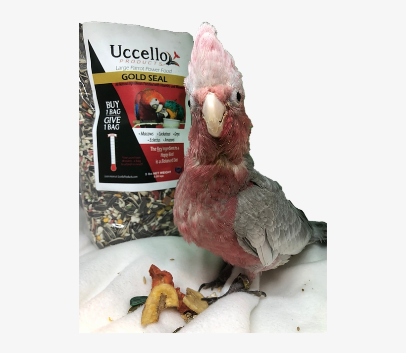 Large Parrot Power Food Gold Seal - Macaw, transparent png download