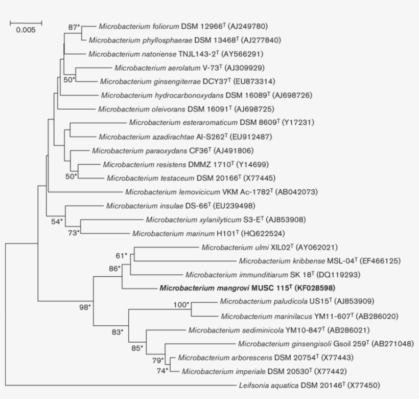 Neighbour-joining Tree Based On 16s Rrna Gene Sequences - Document, transparent png download