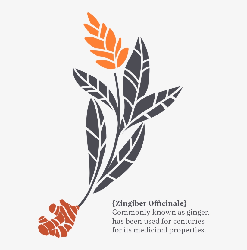 Introducing Pataka, The Only Ginger Liqueur Made With - Illustration, transparent png download