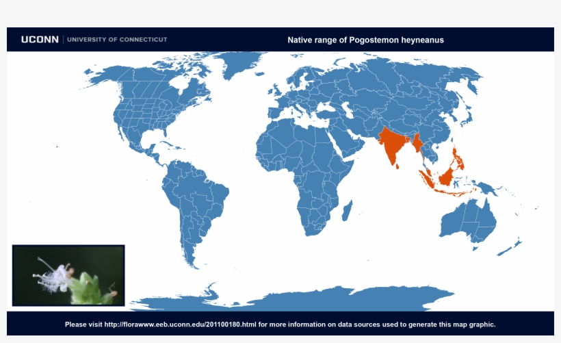 Country Of Origin - Coffea Arabica Origin, transparent png download