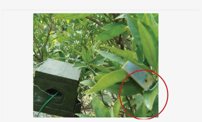 Leaf Wetness Sensor Deployment In Orange Orchard - Tree, transparent png download