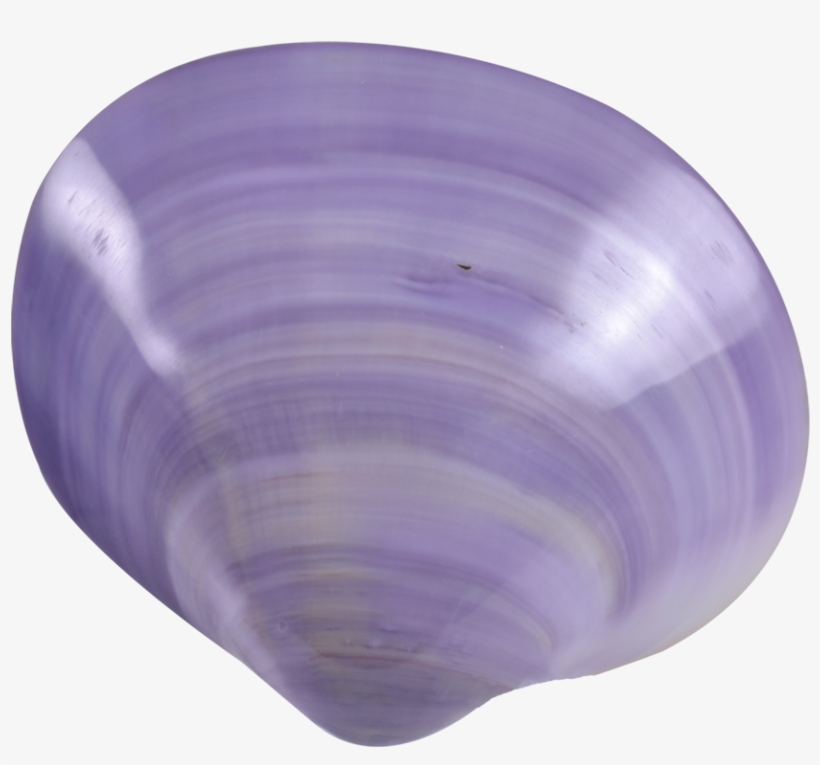 Purple Clam Polished Pair 4" Up - Baltic Clam, transparent png download