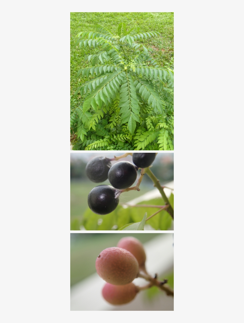 Jabuticaba, transparent png download