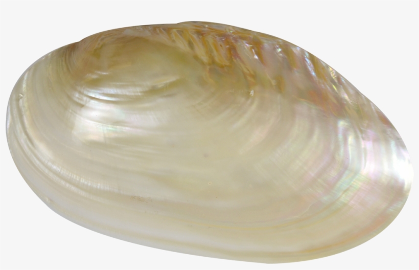 More Views - Transparent Clam, transparent png download