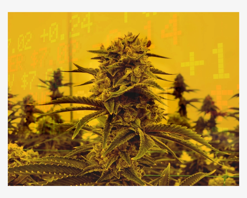 With The Recent Boom Of The Marijuana Industry In The - Plantation, transparent png download