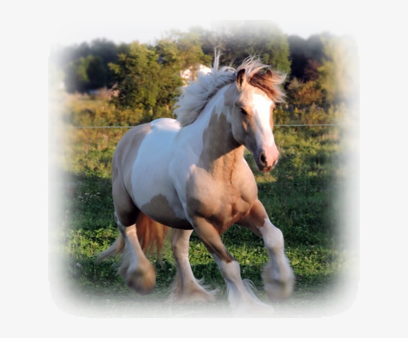 The Gypsy Vanners Of Northern Lights Ranch Are A Combination - Stallion, transparent png download