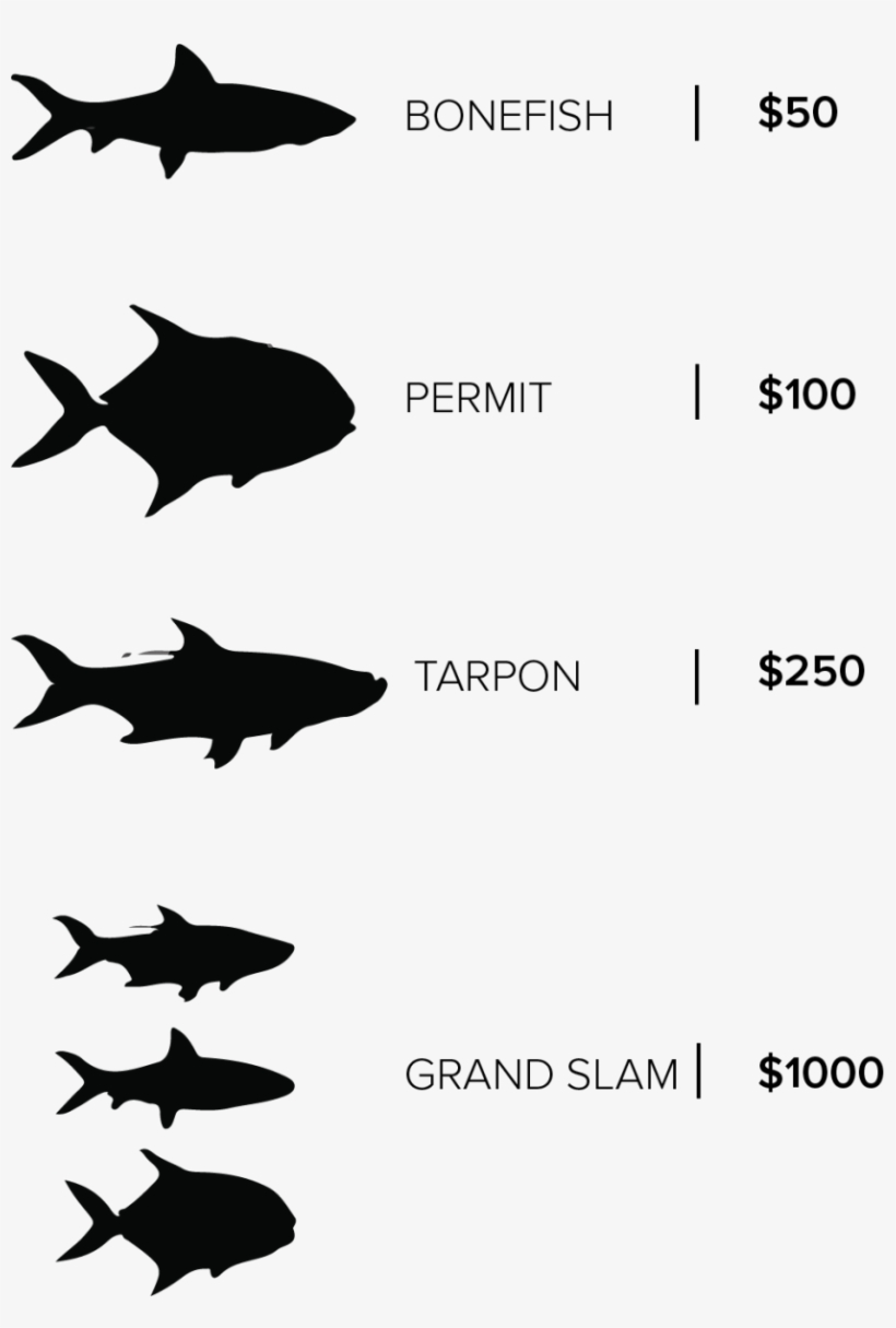 Ydccf Donate - Great White Shark, transparent png download