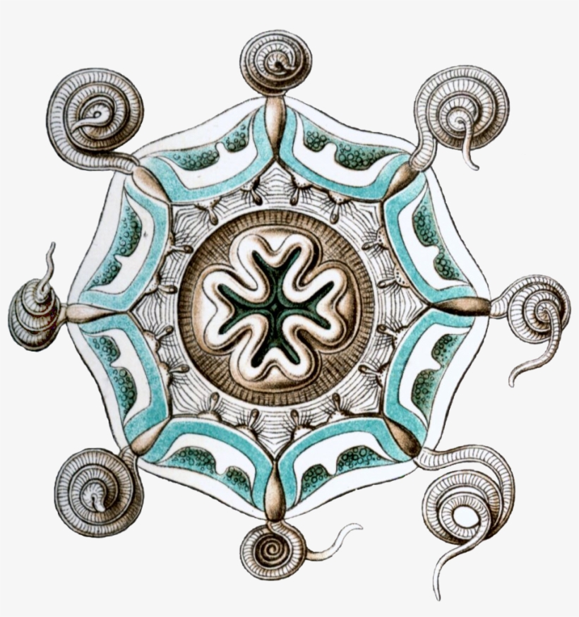 Aeginura Grimaldii By Haeckel - Ernst Haeckel In Colour, transparent png download