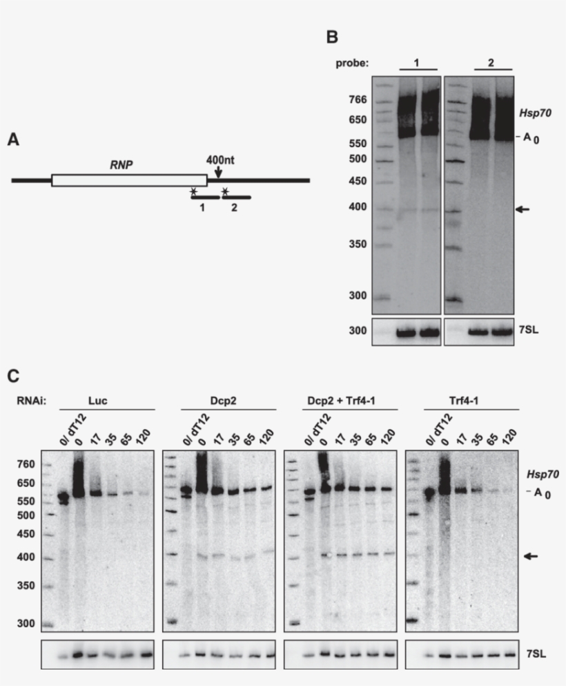 The Scheme Of The Reporter Rna And Probes Used For - Diagram, transparent png download