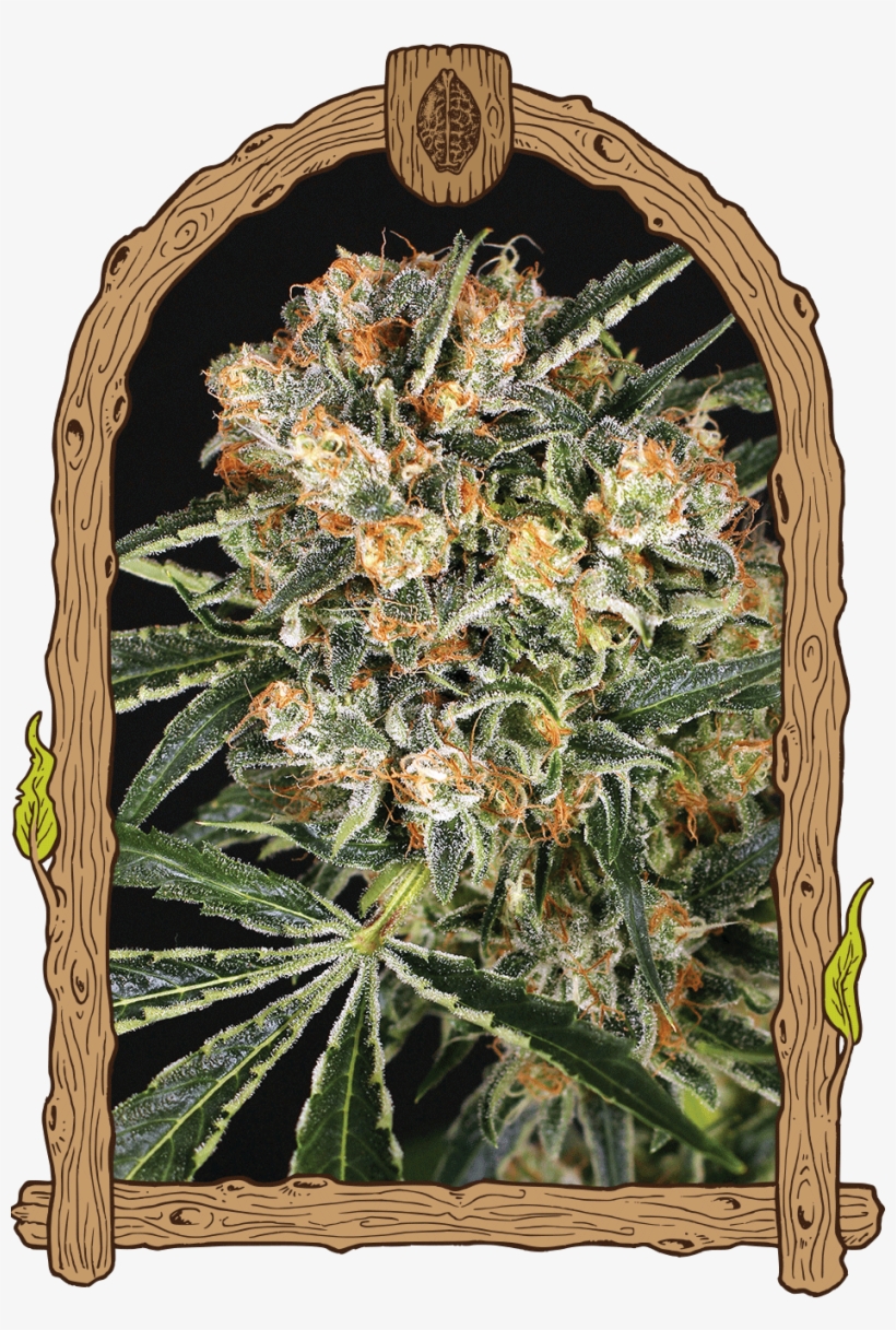 Hippie Therapy Cbd - Zkittalicious, transparent png download