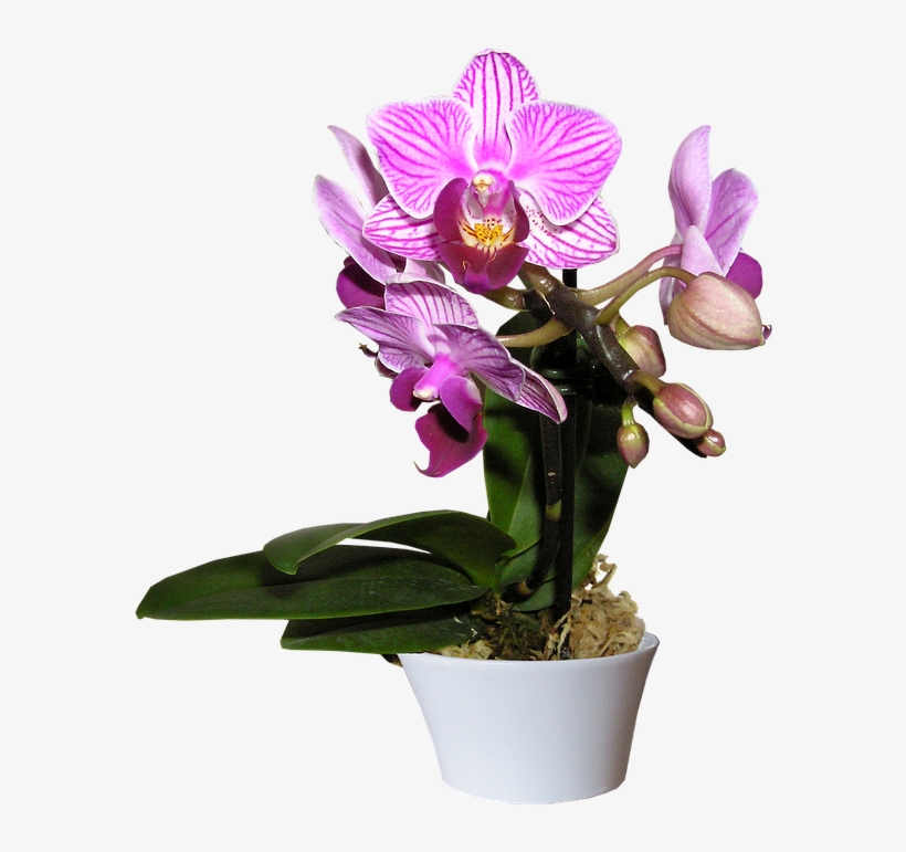 Orchid, Pot, Cut, Out - Paisajes De Orquidea Png, transparent png download