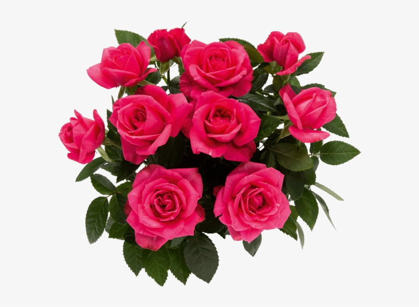 Floribunda, transparent png download