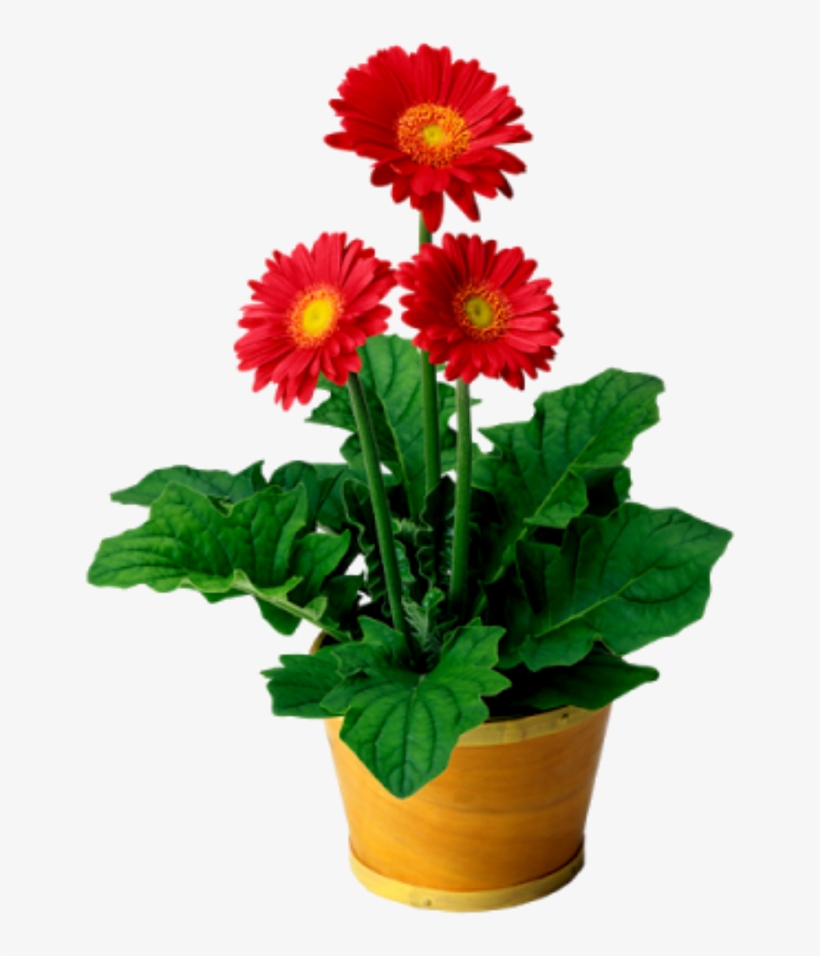 Flowers Flowerpot @doloresgouveia - Multicellular Autotrophic Organism, transparent png download