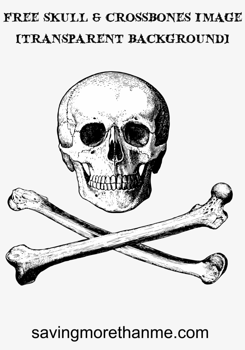 Skull, transparent png download