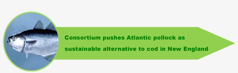 4 Catchall Cod 2 - Sei Fisk, transparent png download